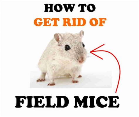 How to get rid of field mice. Things To Know About How to get rid of field mice. 